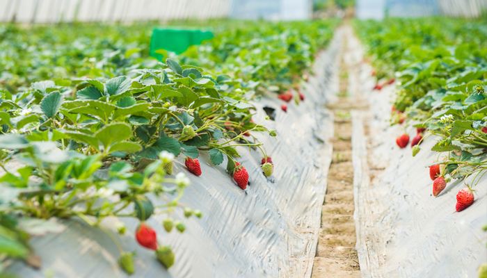 冬季草莓该如何防冻？冬季草莓种植技术！