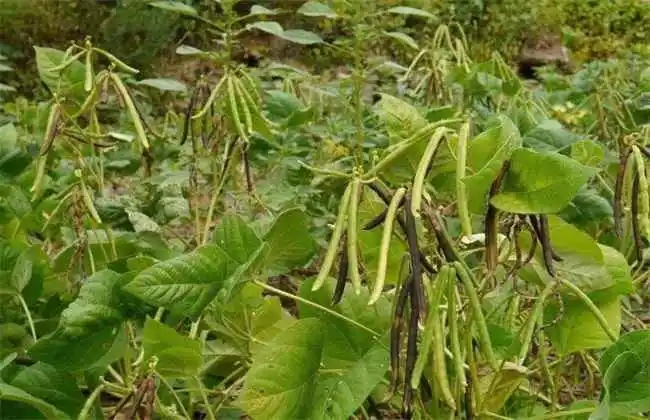 绿豆种植该注意哪些问题