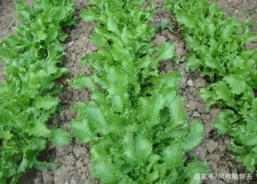 苦菊田间种植管理技术