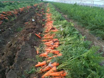 胡萝卜该如何种植